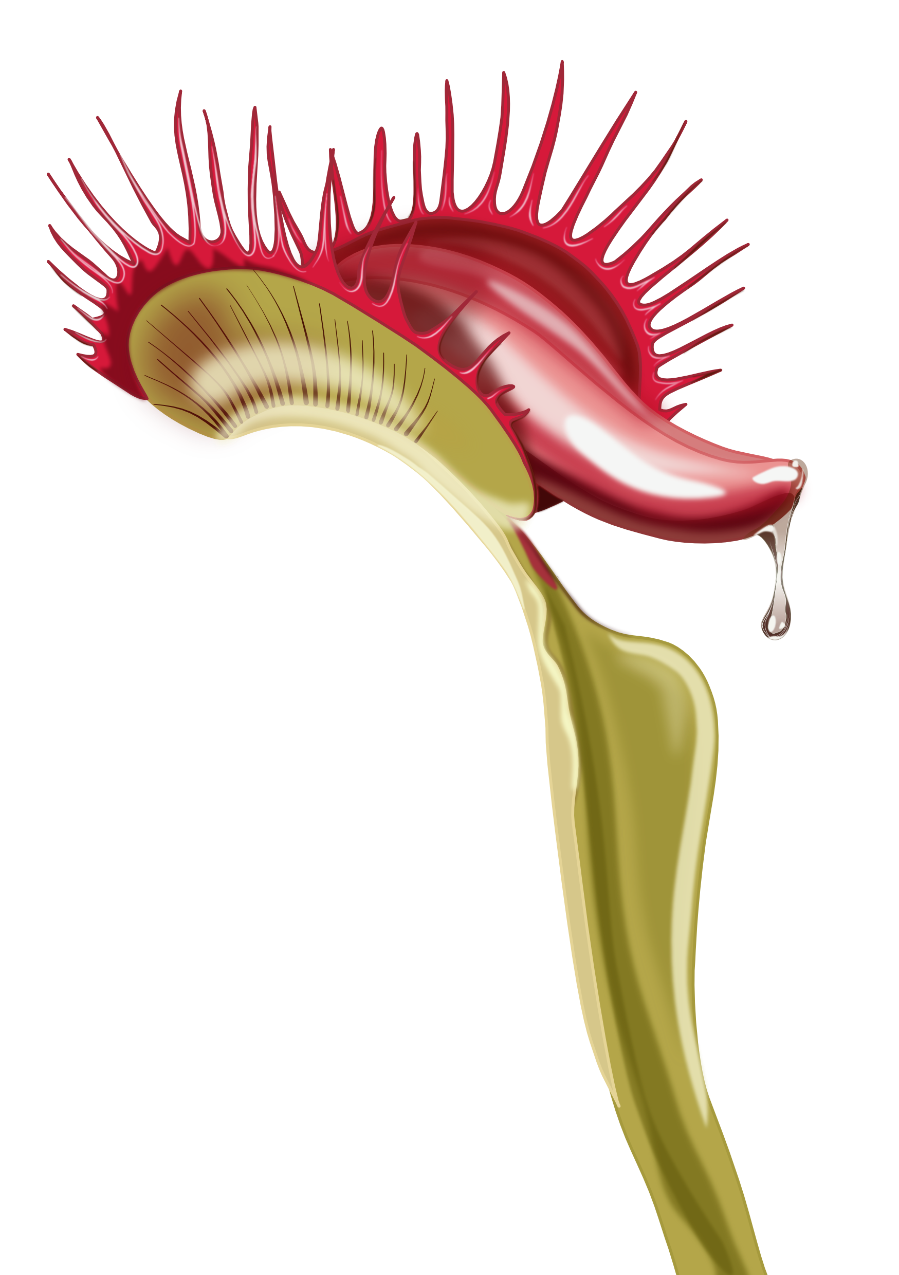 Venus flytrap illustration